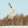 TheÃÂ Common Crane,ÃÂ Grus grus